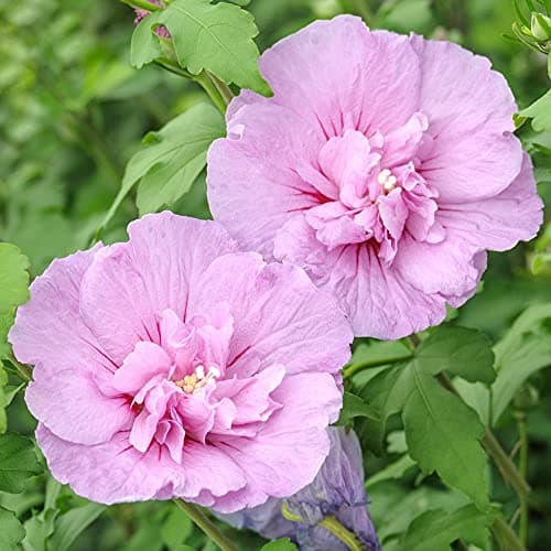Hibiskus Französisch Lavendel Chiffon - Blühender winterharter Strauch | Ideal als Geburtstagsgeschenk für Liebhaber von
