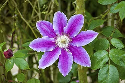 Clematis Hybride 'Dr. Ruppel' - pflegeleicht, zweifarbige rosa-weiße Blüten, ideal für Rankgerüste - Mai-September Blüte
