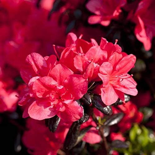 Rhododendron obt. 'Maruschka' - Japanische Azalee | 20-25cm im Topf |Für Gartenanbau| Blühe im Frühjahr|Pack von 1 Stk