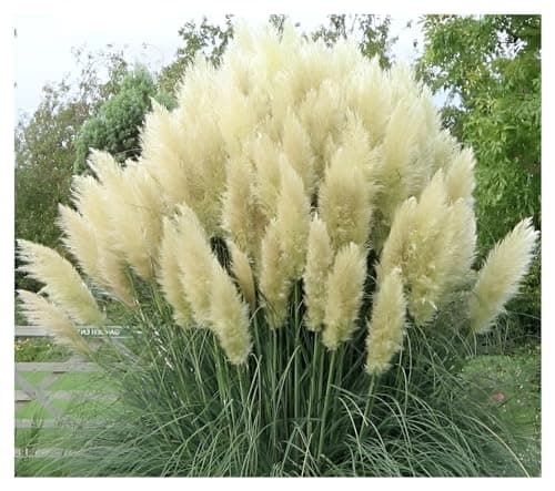 Stauden Gänge 3 x Cortaderia selloana 'White' im 1 Liter Topf - Majestätische, schneeweiße Federn für Ihren Garten -Idea