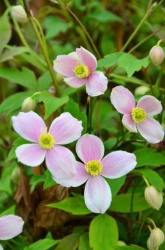 Berg Waldrebe Clematis montana Mayleen 80 cm hoch | Pflanzcontainer 3 Liter | Gartenpflanzen für Anleger und Einsteiger