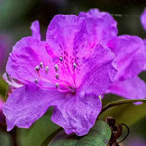 Azalea japonica Violett immergrüner Gartenstrauch im 2L-Topf für Blumenschämpfer im Sommergarten