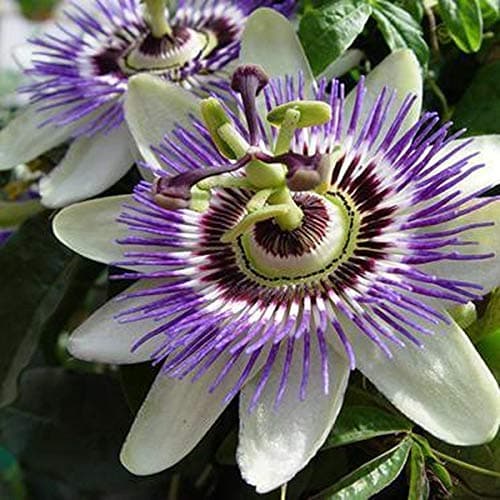 Passionsblume - Mehrjärige Kletterpflanze, Winterhart & Immergrün - 1,5 Liter Topf | Top-Suchbegriffe für Passionsblume