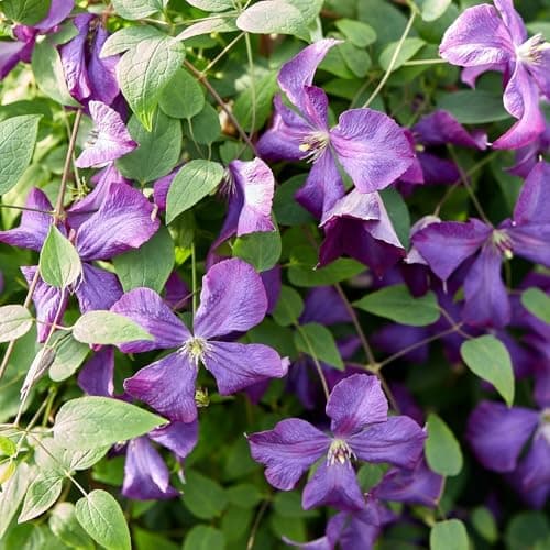 Clematis Großblütige Daniel Deronda 1L - Pflanze für Anfänger und professionelle Gärtner - Ideal für Kleingarten - Schön