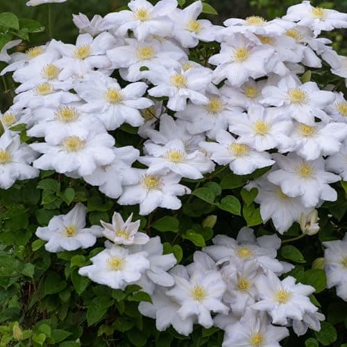 Kletterpflanze Clematis in einer PflanzerBINDE - Mix von 3 Pflanzen - Topf 9cm - Ideal für Anfänger