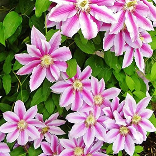 Clematis-Rhizom. Clematis winterhart mehrjährige „Königin der Reben“ - Schmücken Sie die Umgebung -10 Rhizom-Beschläge f
