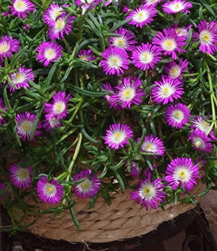 BALDUR Garten Winterharte Eisblume "Violett Wonder", mehrjährig, bienenfreundlich, blühend