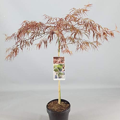 Lebendiger Japanischer Ahorn Topfpliant für kleine Gärten - Acer Inaba Shidare Tree
| Acer Inaba Shidare Tree - Topfbäu