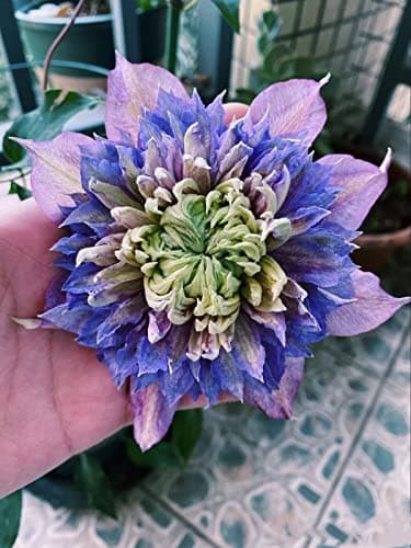 Clematis Zwiebeln, Mix Mehrjahrig, Kletterpflanzen im Topf - Lange Blütezeit, Winterharte Bienenfreundlich, Balkon Pflan