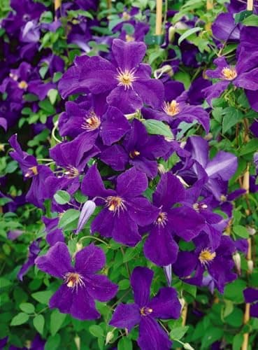 Clematis viticella 'Polish Spirit' -violett Blüten, ideal für Rankgerüste, pflegeleicht und winterhart