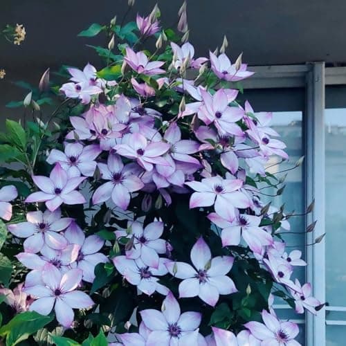 Clematis Knollen Winterhart - Gemütlich anzuchBUFFERING...eling für Anfänger - 3-Zwiebeln-Gartenpflanze - Leicht anpflan
