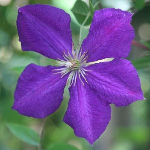 3 x Clematis Kletterplanzen Mix (3 für 2): Rot (Rouge Cardinal), Rosa/Weiβ (Piilu) & Blau (Jackmanii) | Mehrjährig & Win