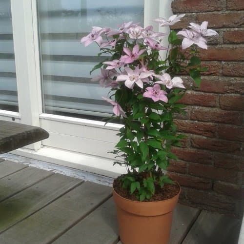 2 x Clematis hagley Hybrid Kletterpflanzen - Rosa, 2-er Set, Mehrjährig blühend & Winterhart - 2 x 1,5 Liter Töpfe