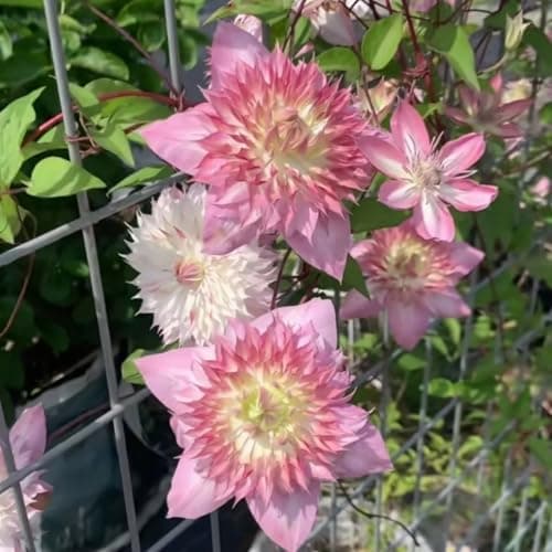 Winterhart Clematis Pflanze - Stark blühend für jeden Garten - ELEGANTE STRFACTEN - 3 Zwiebeln-Set