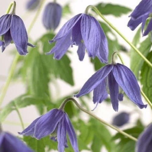ClematisOnline - Clematis Alpina Kletterpflanze - 1,5 Liter Topf - Blau & Winterhart - Gartenpflanzen & Blüten
