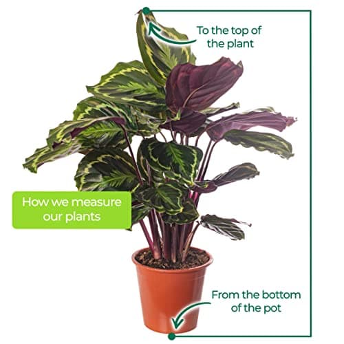 Calathea Medallion - große Zimmerpflanze, immergrüne Schönheit für jeden Raum, rustikal, selten