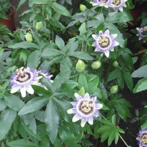 Passionsblume - Mehrjärige Kletterpflanze, Winterhart & Immergrün - 1,5 Liter Topf | Top-Suchbegriffe für Passionsblume