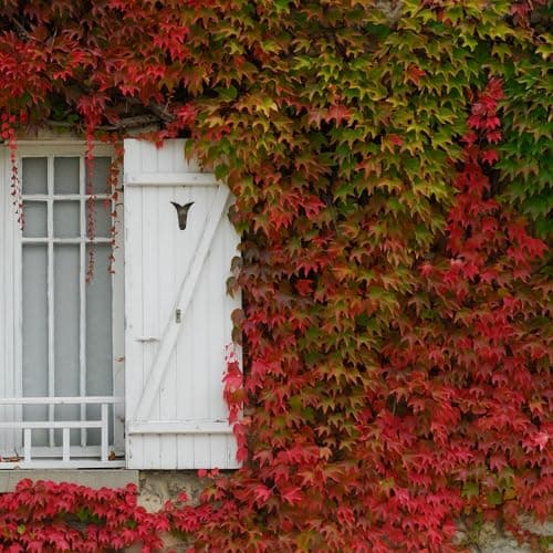 Kletterpflanzen in einer Box - Parthenocissus quinquefolia 'Wilde Wingerd' - Winterhart und schnellwachsend - Topf 9cm -