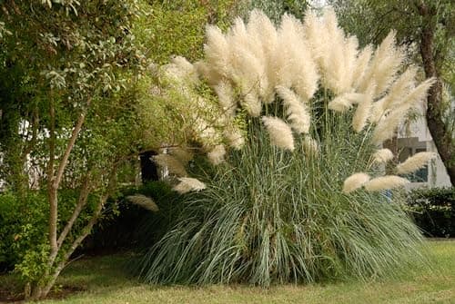 Stauden Gänge 3 x Cortaderia selloana 'White' im 1 Liter Topf - Majestätische, schneeweiße Federn für Ihren Garten -Idea