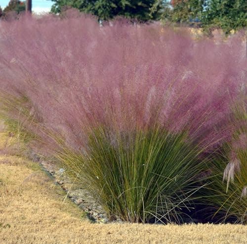 Muhlenbergia capillaris im 1 Liter Topf - Winterhart - Stauden - Fur Blickfang im Garten - Rosa Haargras