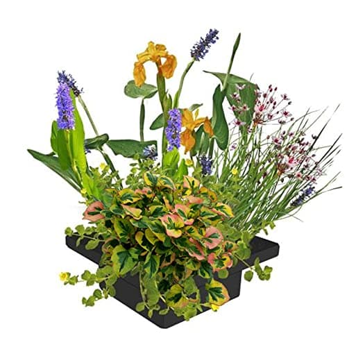 vdvelde.com - Bio Teichpflanzen Schwanenblume Schwimminsel - Nachhaltig aus eigener Gärtnerei - Ideal für familienfreund