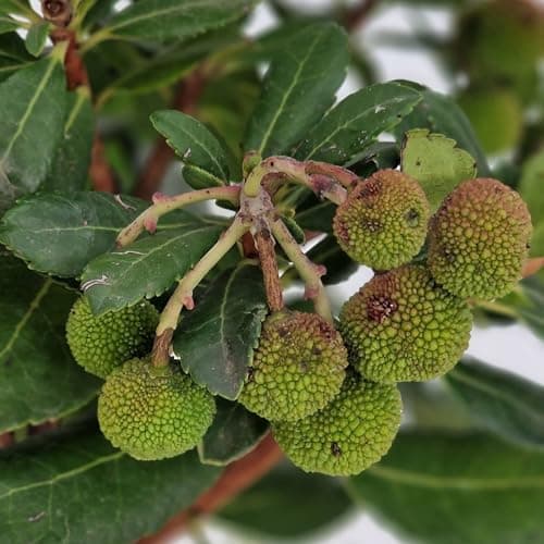 Meine Orangerie Erdbeerbaum – Arbutus unedo – Erdbeermarillen für Garten & Terrasse im Ø 20cm Topf - Höhe inkl. Topf ca.