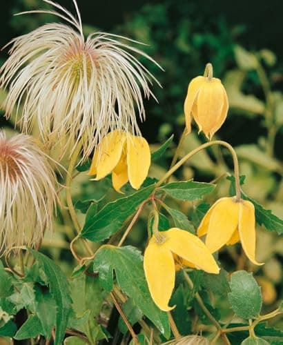 Clematis tangutica 40-60 cm - Gold-Waldrebe, bienenfreundlich, winterhart