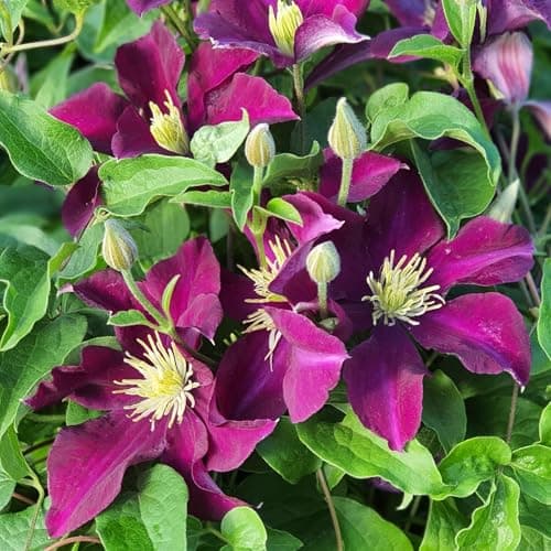 Clematis Großblütige Daniel Deronda 1L - Pflanze für Anfänger und professionelle Gärtner - Ideal für Kleingarten - Schön