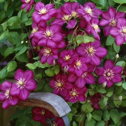 2-er Set Clematis Ville de Lyon & Clematis Nelly Moser - Rot und Rosa, Mehrjährig & Winterhart | 2 x 1,5 Liter Töpfe