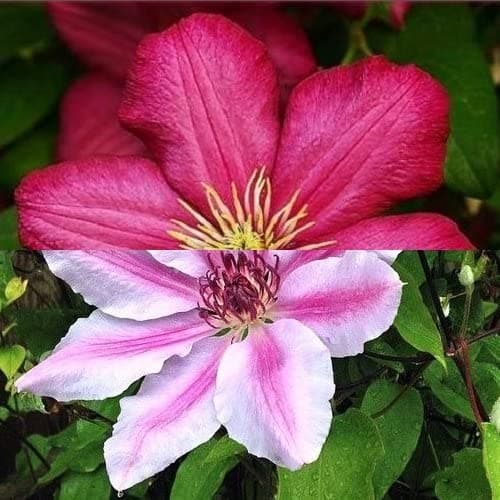 2-er Set Clematis Ville de Lyon & Clematis Nelly Moser - Rot und Rosa, Mehrjährig & Winterhart | 2 x 1,5 Liter Töpfe