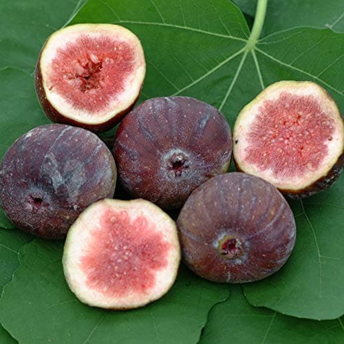 Ficus 'Brown Turkey' Baum - Sommergrün getopfter Feigenbäume für kleine Gärten | Premium Pflanze mit großem Fruchtressen