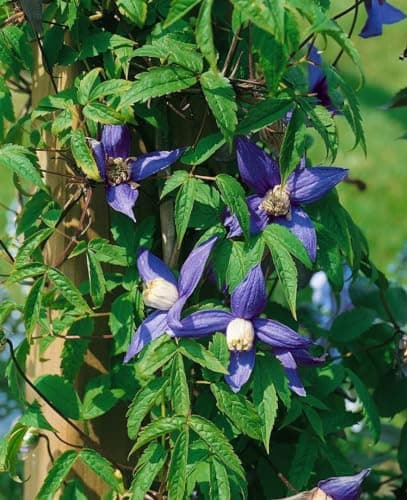 Clematis alpina 80-100 cm - Winterharte Rankpflanze, ideal für Rankgerüste, pflegeleicht und mit blauen Blüten im April-