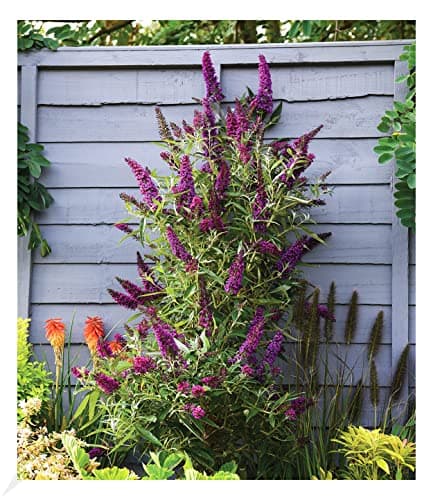 BALDUR Garten dreifarbiger Schmetterlingsstrauch 'Papillion Tricolor', winterhart, trockenresistent, bienenfreundlich