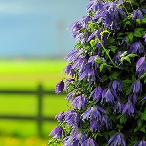 ClematisOnline - Clematis Alpina Kletterpflanze - 1,5 Liter Topf - Blau & Winterhart - Gartenpflanzen & Blüten