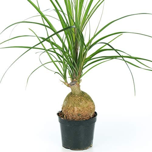 Beaucarnea Recurvata Ball 12cm fürzimmerinternativerTrendsminiaturpflanze