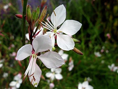 Gaura lindheimeri 'Whirling Butterflies‘ Dauerblüher Prachtkerze weiß - Schwebende Blüten für Stauden Gänge