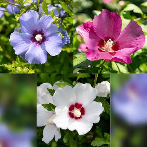 GreenboutiQ - Hibiscus syriacus Tricolour - Blüte Rosa, Weiß und Blau - Laubabwerfend - Wenig Pflegeaufwand - Topf 17cm