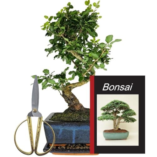 Genki-Bonsai Chinesischer Liguster 30–35 cm - pflegeleicht für Anfänger & Fortgeschrittene – 3-teiliges Komplettset mit