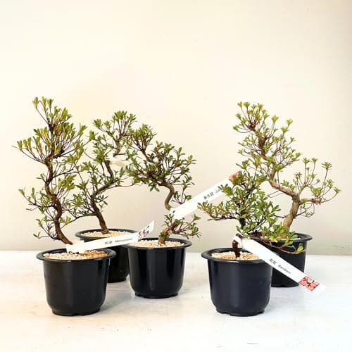 Satsuki Azalee Bonsai – 1x japanischer Winterhart-Anfänger-Bonsai – Pflegeleicht – 12 cm Topf – Blüht in Wunderschönen F