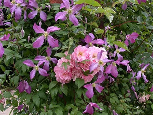 Clematis viticella 'Prince Charles' - Italienische Waldrebe, pflegeleicht, winterhart
| Clematis viticella 'Prince Char