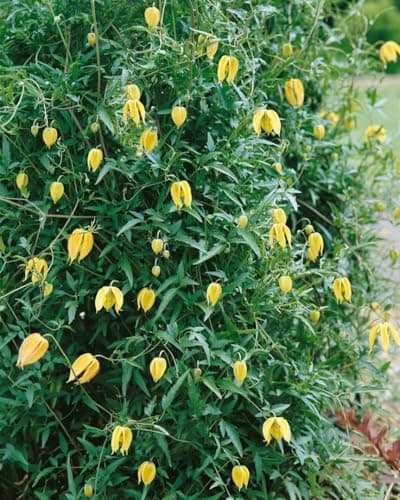 Clematis tangutica 40-60 cm - Gold-Waldrebe, bienenfreundlich, winterhart
