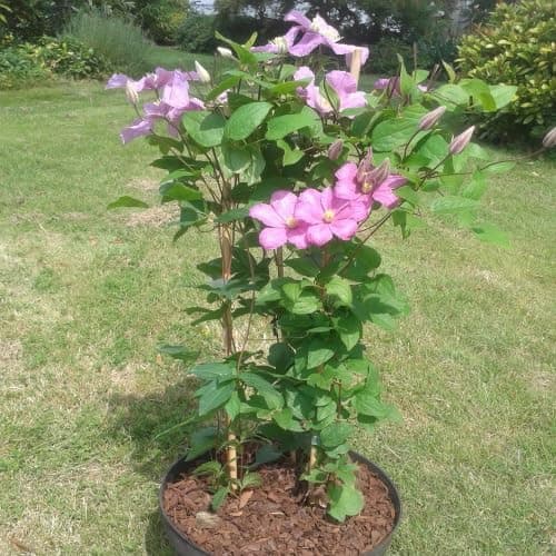 Clematis Ville de Lyon - 1,5 Liter Topf - Jahrhundertige rot blühende Kletterpflanze für Anfänger | Garten-und-Blieb-Dez