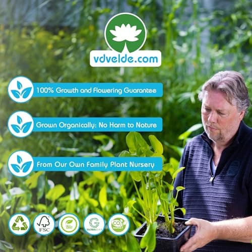 vdvelde.com - Teichpflanzen Set für Anfänger - Uferpflanzen - Ideal für kleine Teiche - Leicht installierbar - 12 Pflanz
