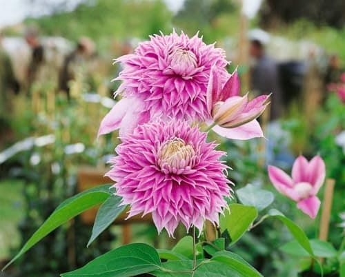Clematis Hybride 'Josephine' - rosa gefüllte Blüten, Blütezeit Mai-September, bienenfreundlich
