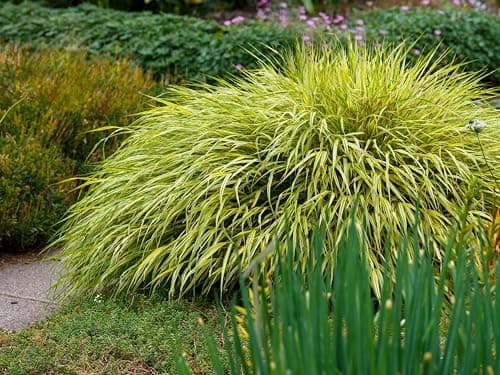 Hakonechloa macra 'Aureola' im 1 Liter Topf - Japanisches Gold Berggras für zeitlose Gärten - Goldgestreifte Harmonie vo