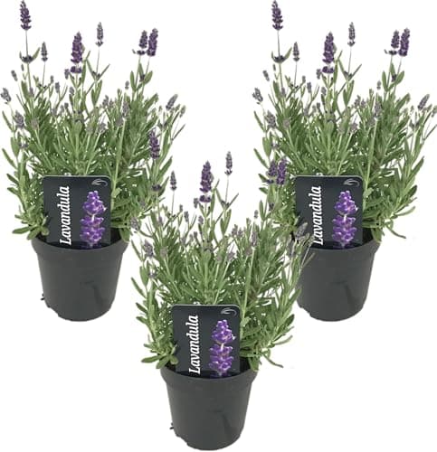 Bloomique Winterhart Duftlavendel - 3er Set - Gartenpflanzen Lavandula Angustifolia Ardèche - Winterhart - Mehrjährig -