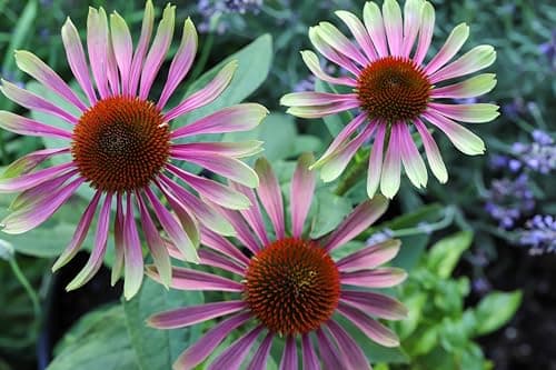 3 x Echinacea purpurea 'Green Twister' - Einzigartiges Farbspiel für den Garten - sehr Bienenfreundlich - Stauden Gänge