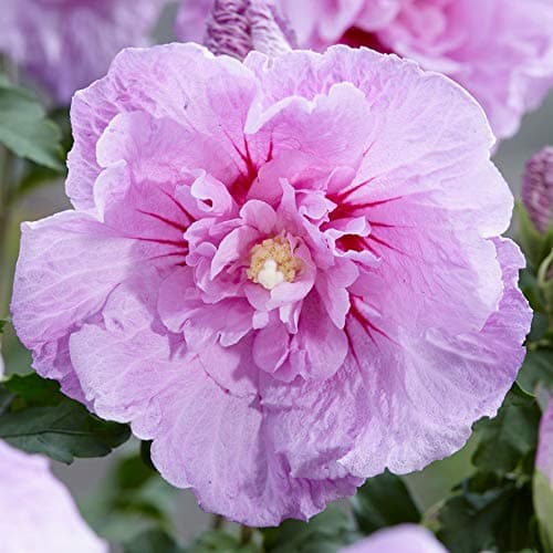 Hibiscus Syriacus Lavendel Chiffon | Blühender Gartenstrauch für Anfänger | TerrassensOGartenobastrae 20-30cm (inkl. Top