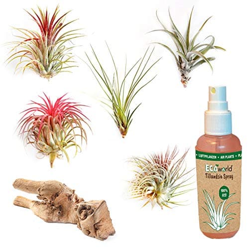Ecoworld Ionantha Red Tillandsia - 3er Set - Pflegeleicht für Interieur - Stewardship Council - Rot - Luft Pflanze