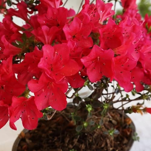 KENTIS Azalee Bonsai Baum Echt für Draußen - Rhododendron Indicum Gartenbonsai - Balkon Pflanzen - H 25/35 cm Topf 15 cm